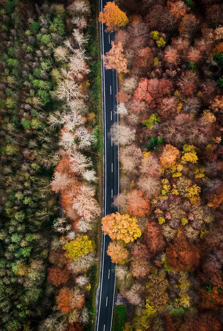 森林中间道路的鸟瞰图