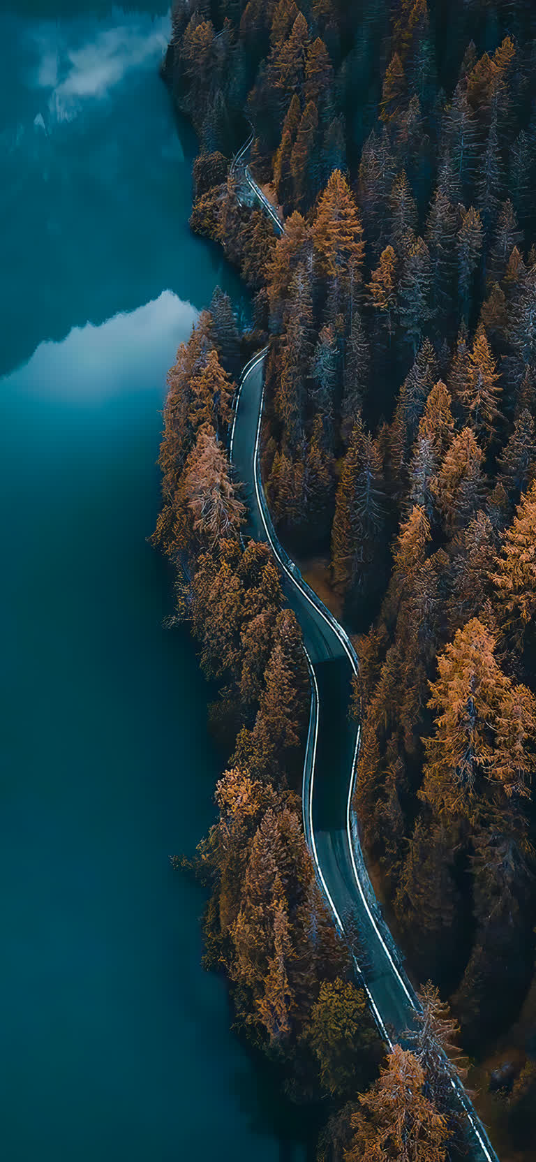鸟瞰森林中蜿蜒的道路