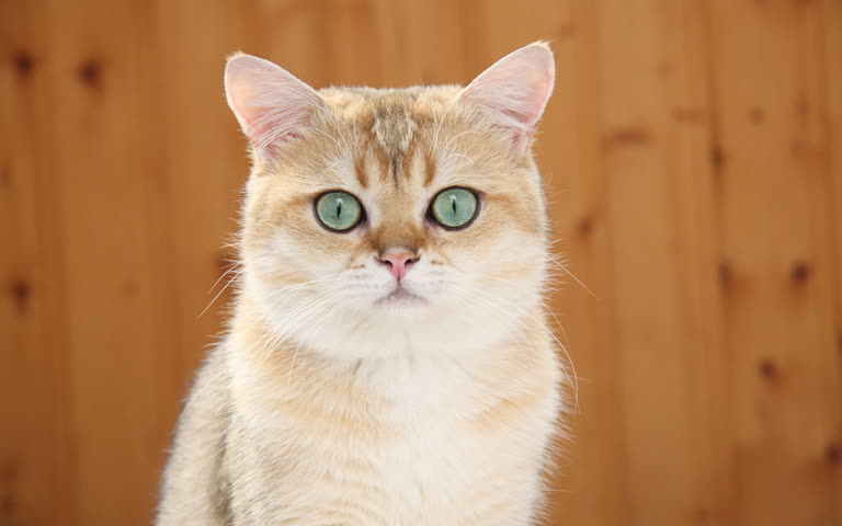米色和白色的猫,绿眼睛站在木墙前