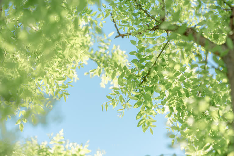 有一只鸟坐在树枝上