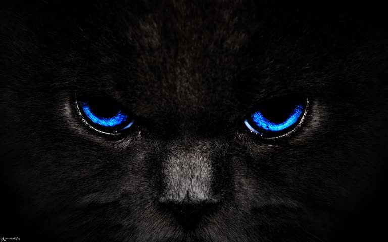 有一只蓝眼睛的黑猫看着镜头