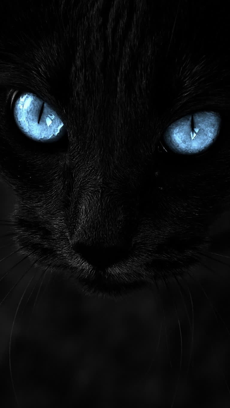 有一只蓝眼睛的黑猫盯着镜头