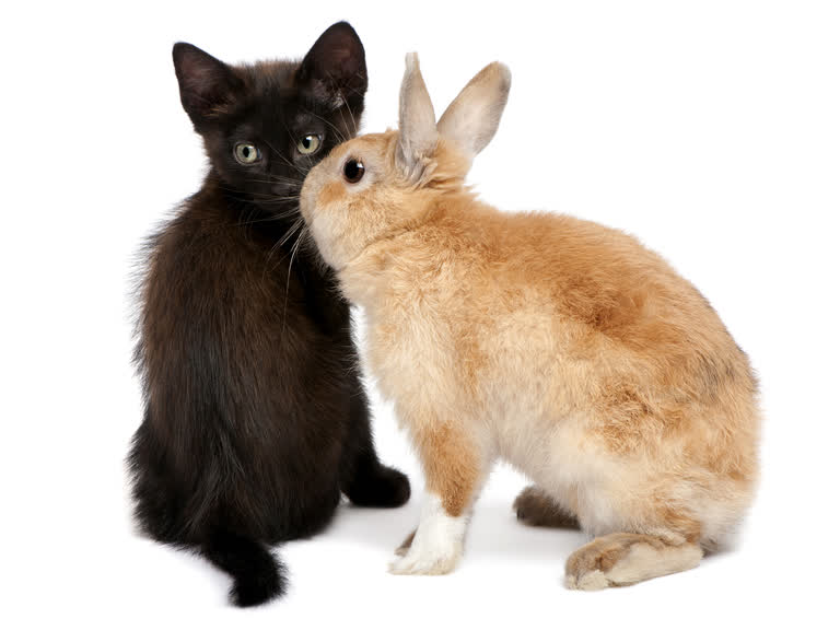 有一只黑猫和一只棕色的兔子并排坐着