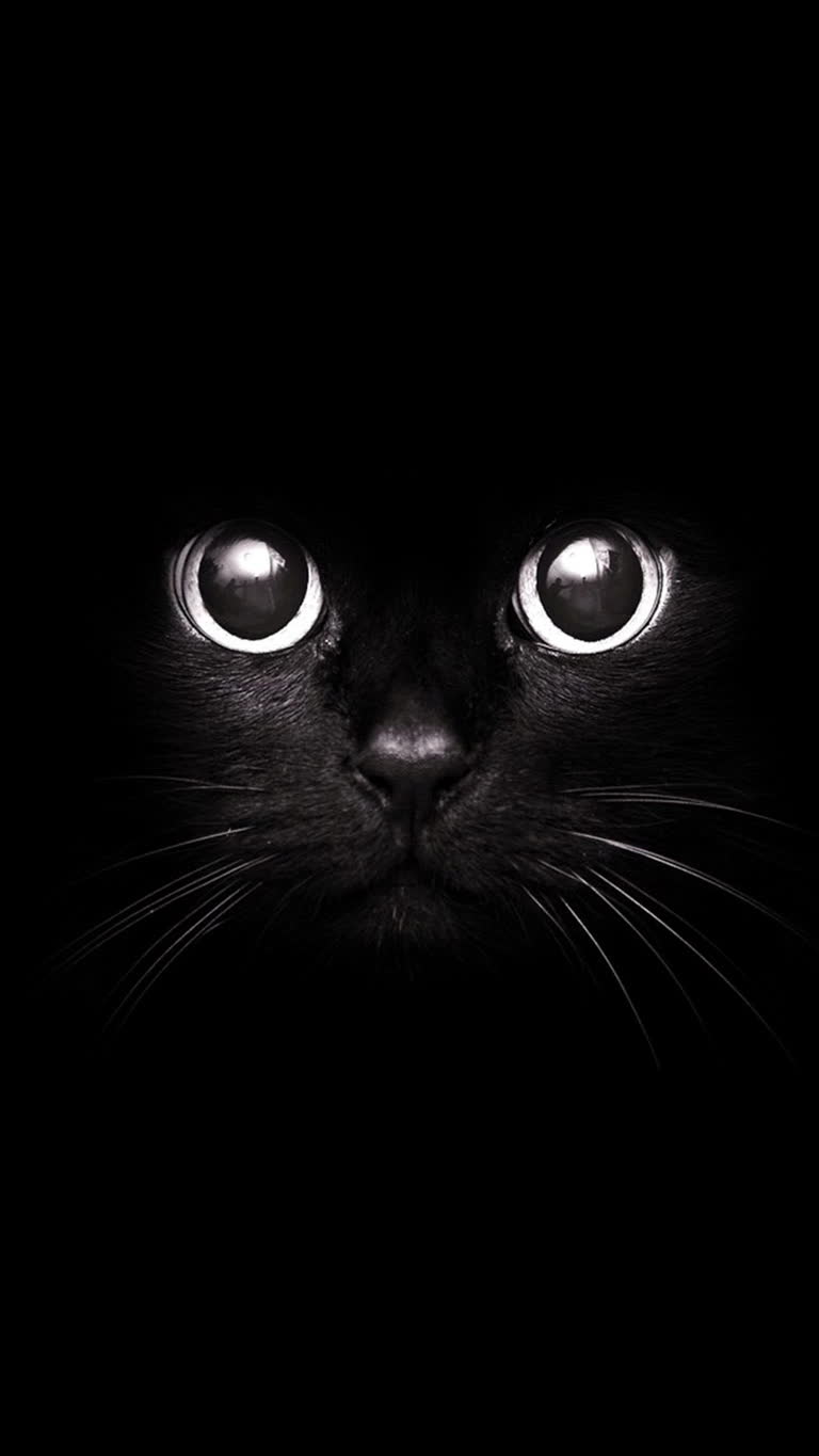 黑暗中有一只眼睛发光的黑猫