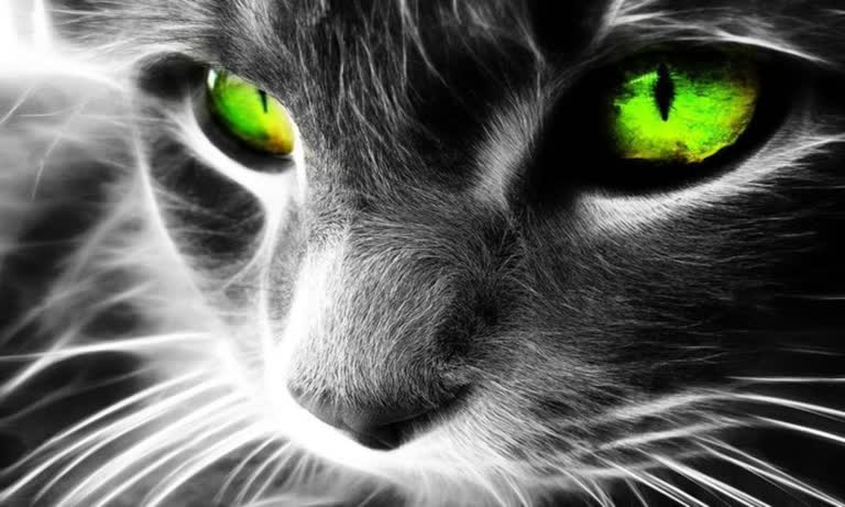 有一只绿眼睛的黑猫盯着镜头