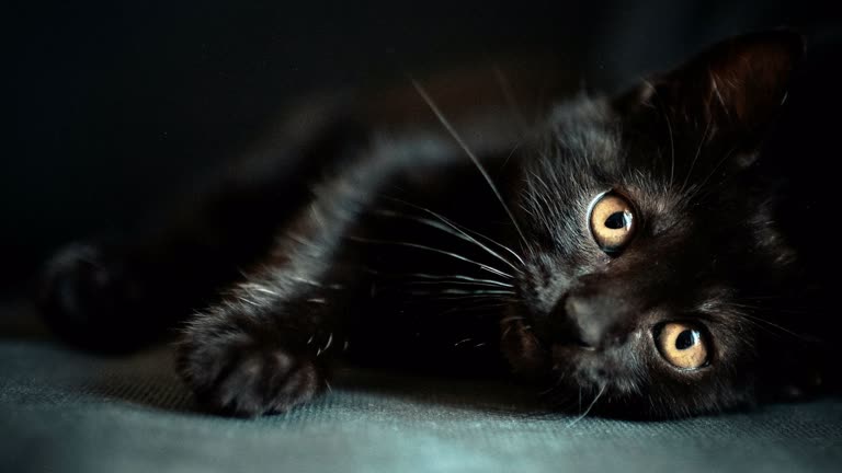 有一只黑猫躺在地板上
