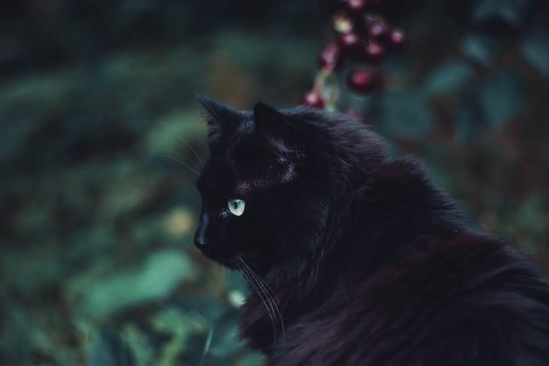 有一只黑猫坐在草丛里