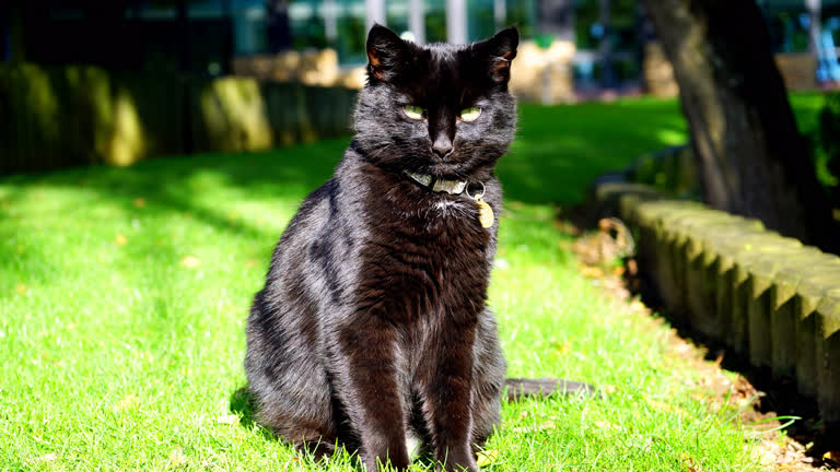 有一只黑猫坐在草丛里