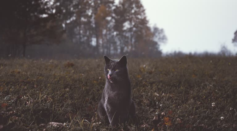 有一只黑猫坐在田野中央