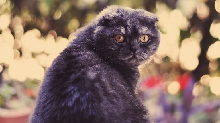 有一只黑猫坐在桌子上