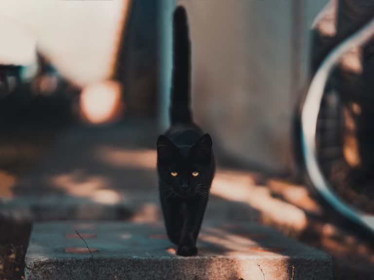 有一只黑猫正在走下台阶