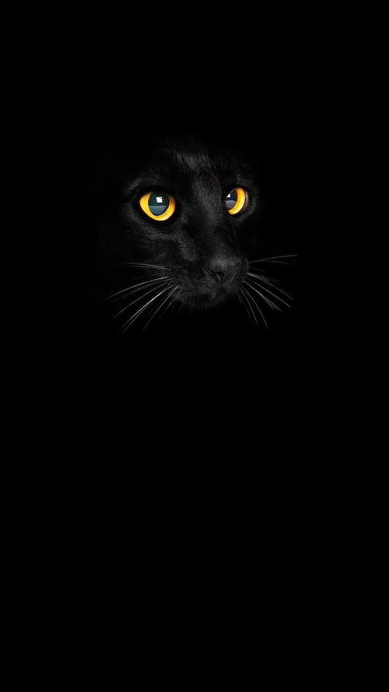 黑暗中有一只黄色眼睛的黑猫