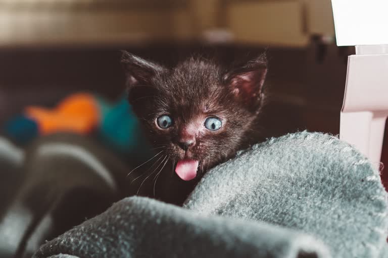 有一只蓝色眼睛的黑色小猫从毯子里伸出来
