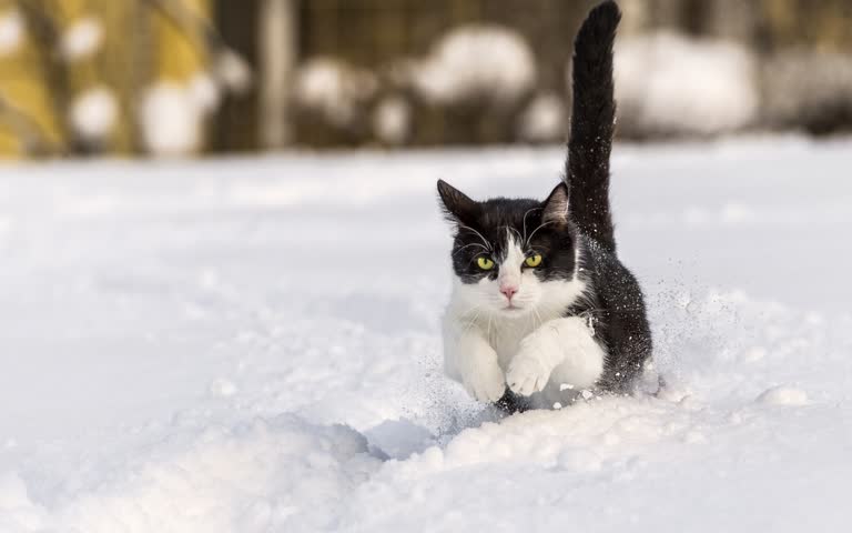 有一只黑白猫在雪地里奔跑