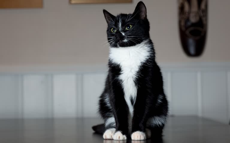 桌子上坐着一只黑白相间的猫咪