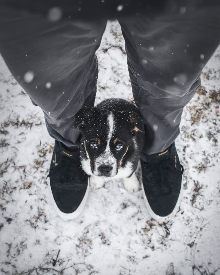 有一只黑白相间的狗站在雪地里