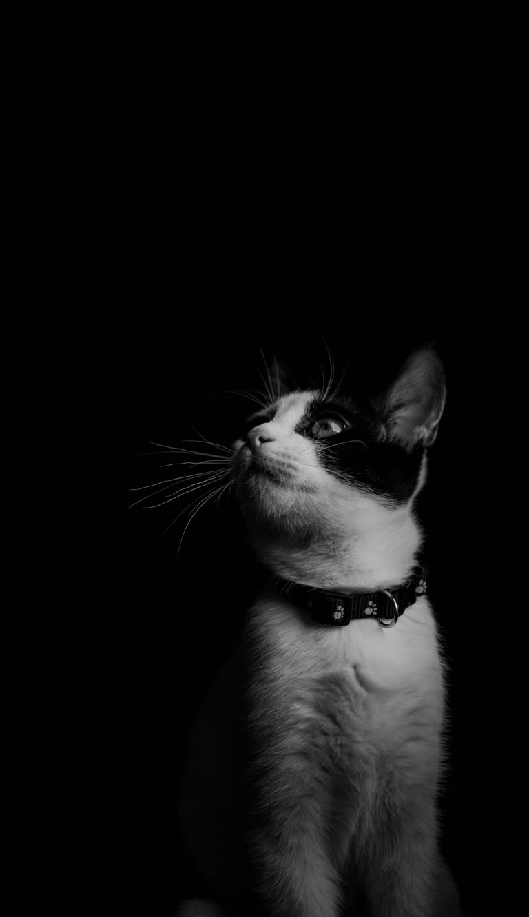有一张黑白照片,一只猫坐在黑暗中