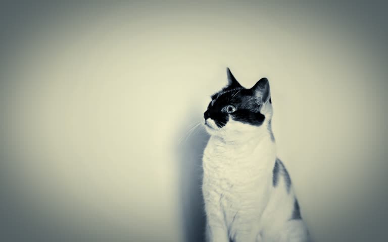 这是一张猫坐在墙上的黑白照片