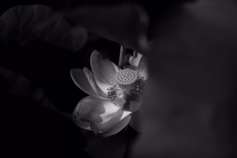 有一张黑白照片,在黑暗中一朵花