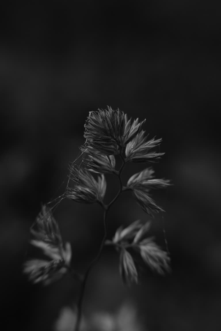 有一张黑白照片,在黑暗中一朵花