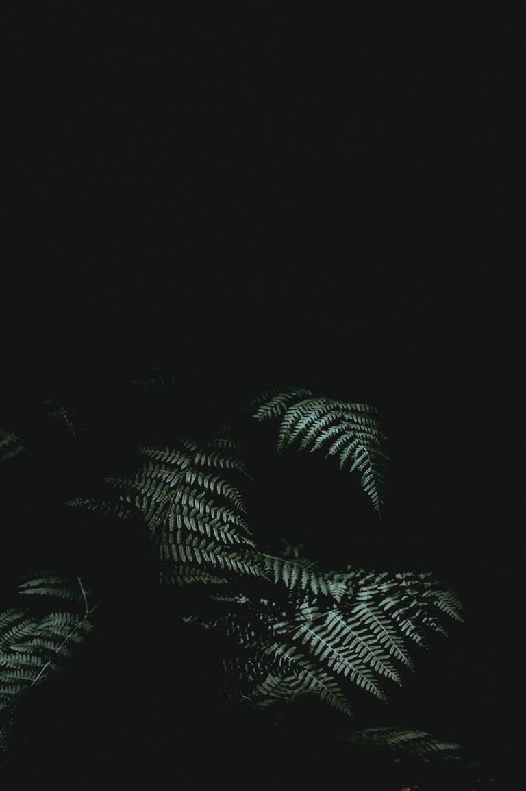 有一张黑暗中植物的黑白照片
