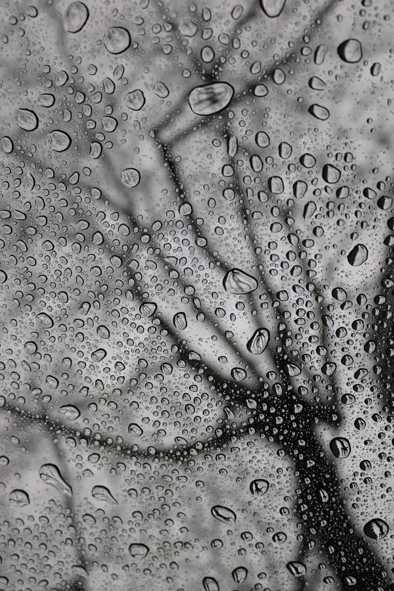 有一张雨中树的黑白照片