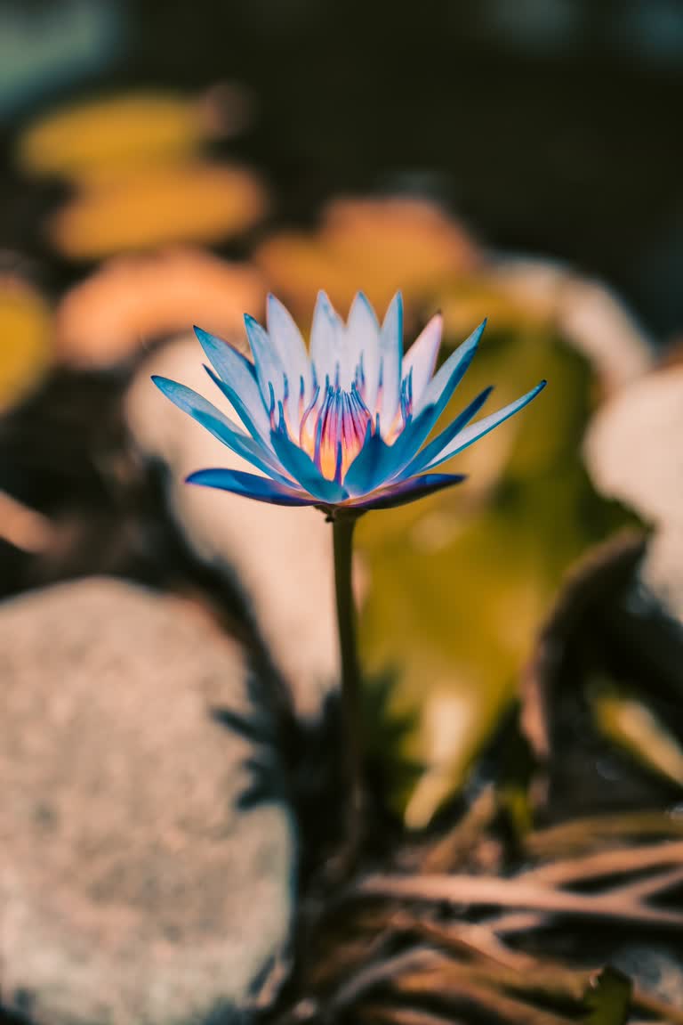 有一朵蓝色的花从一些岩石中长出来