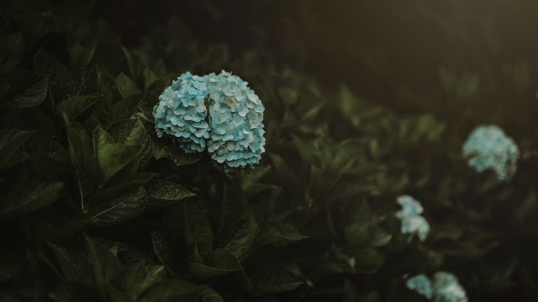 有一朵蓝色的花在灌木丛中间