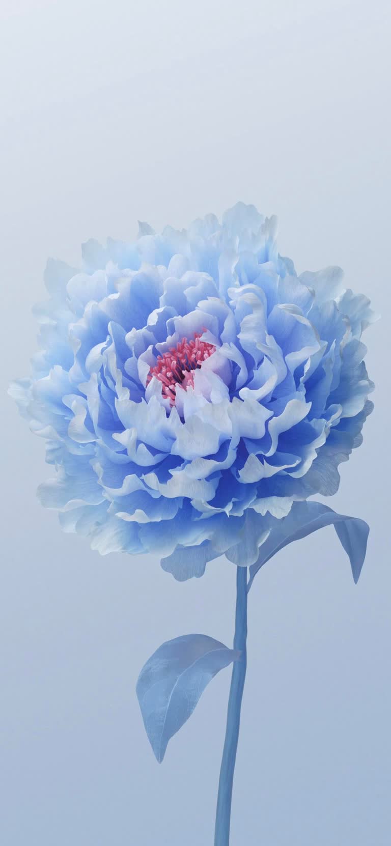 桌子上的花瓶里有一朵蓝色的花