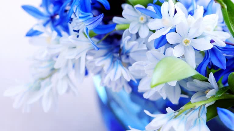 蓝色和白色的花朵在桌子上的蓝色花瓶里