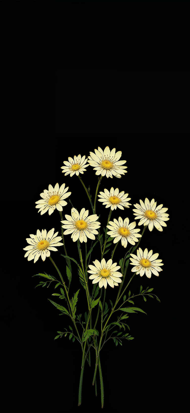 黑底有一束白色雏菊