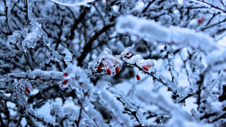 树枝上覆盖着冰雪,上面结满了红色浆果