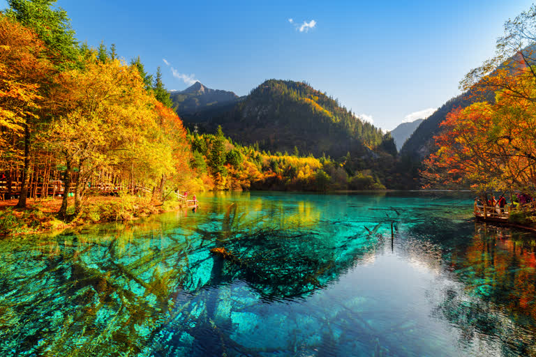 色彩鲜艳的树木排列在山间湖岸边