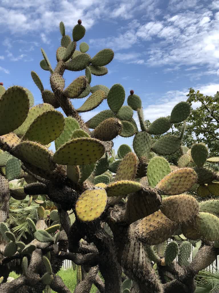 有一株仙人掌植物从地里长出来