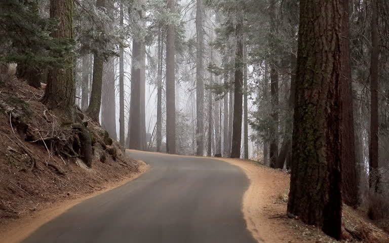 树林里有一辆车在路上行驶