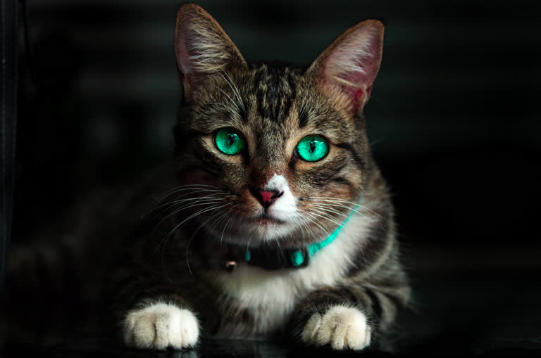有一只绿眼睛的猫坐在黑色的表面上