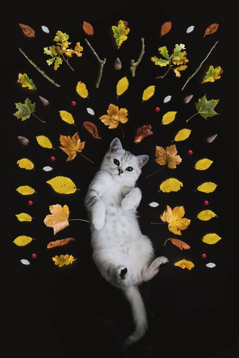 有一只猫仰卧在树叶里