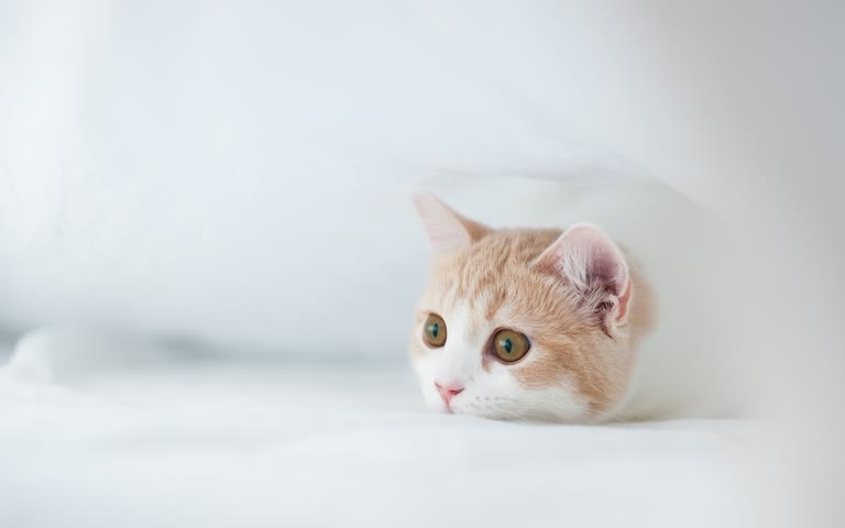 有一只猫躺在床上