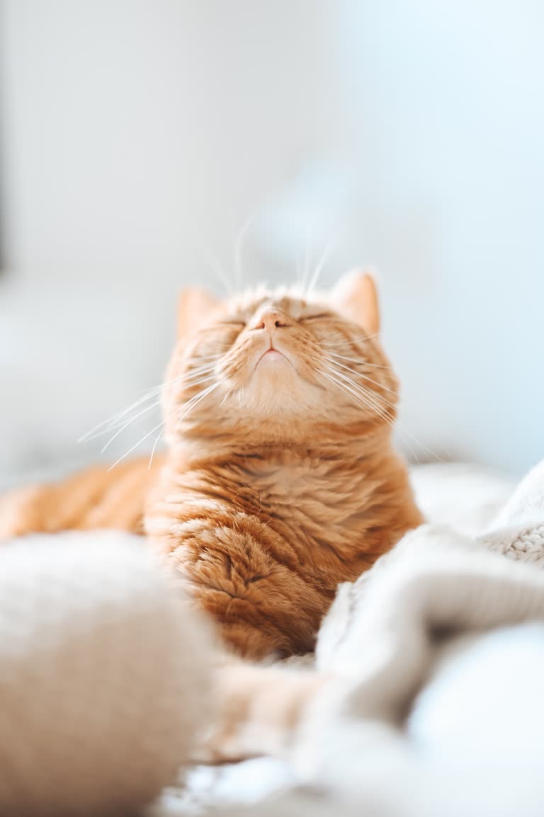 有一只猫躺在床上