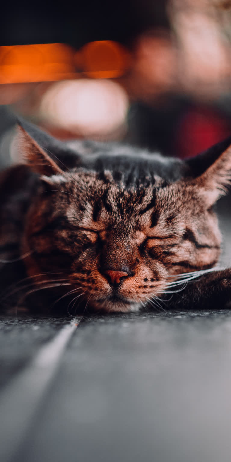 有一只猫躺在地板上