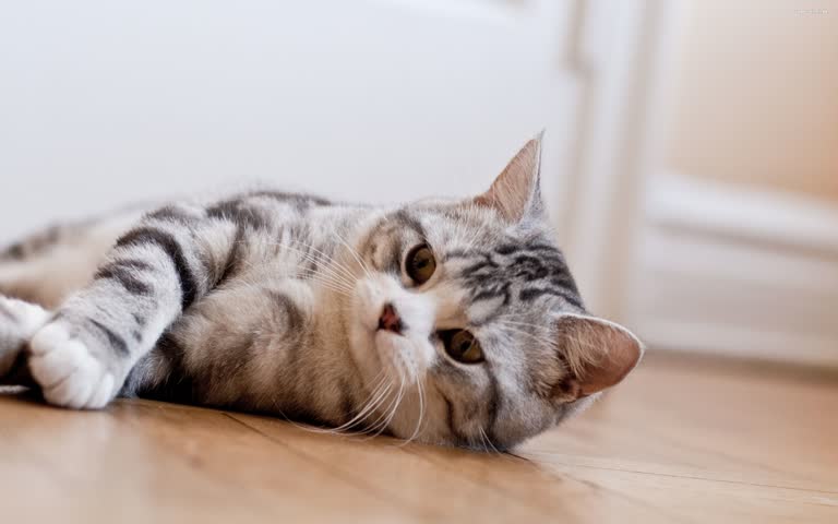 有一只猫躺在地板上