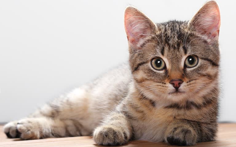 有一只猫躺在地板上