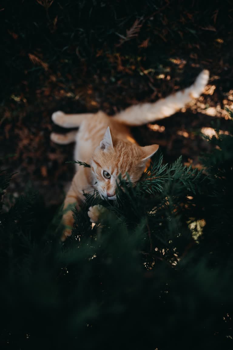 有一只猫正在草丛中趴下