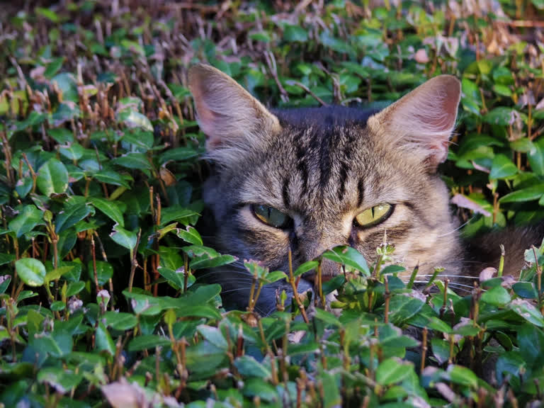 有一只猫正在草丛中趴下