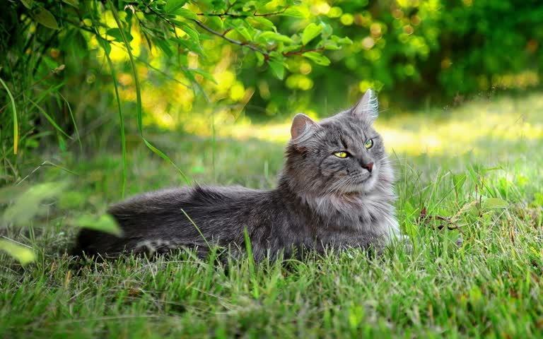 有一只猫正在草丛中趴下