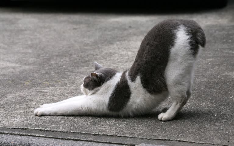 有一只猫躺在地上