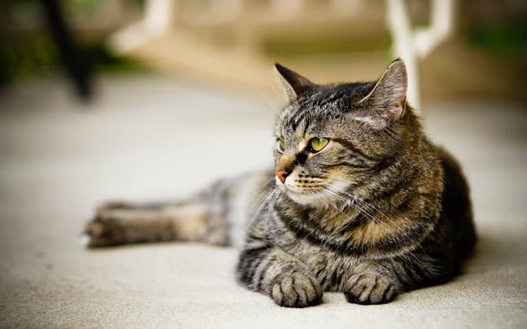 有一只猫躺在地上