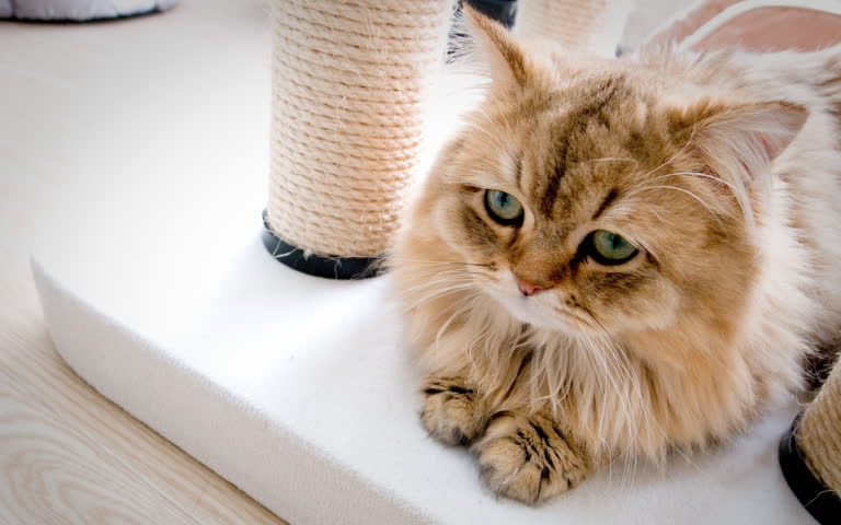 有一只猫躺在桌子上