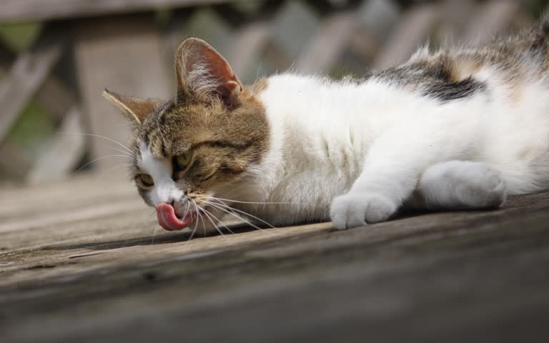 有一只猫躺在木甲板上