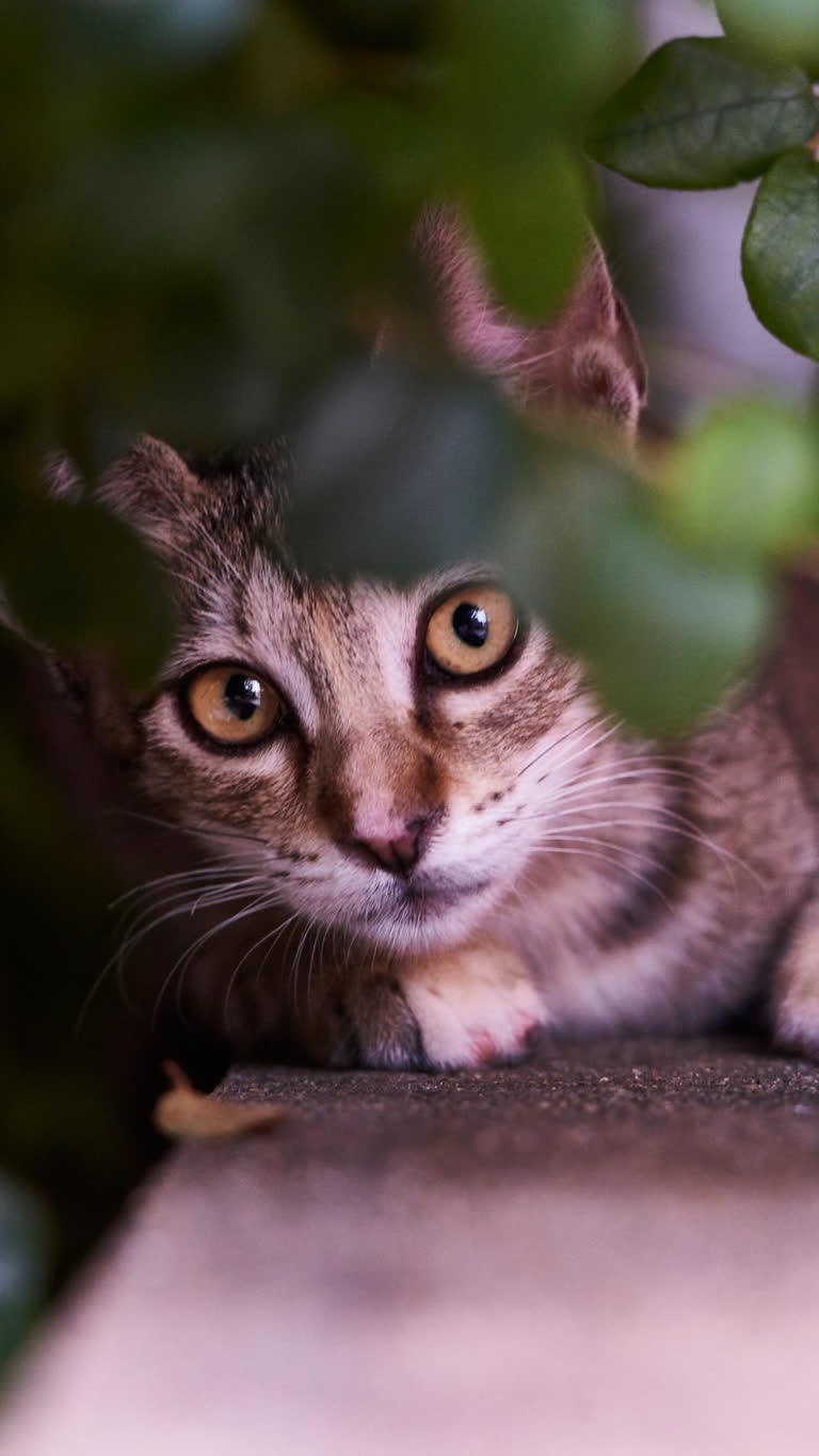 有一只猫躺在植物下的地上